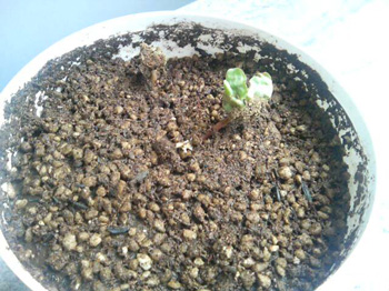 20090530085021.jpg